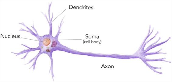 細胞是什么？ 