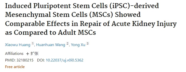 誘導性多能干細胞 (iPSC) 衍生的間充質干細胞 (MSC) 在修復急性腎損傷方面表現(xiàn)出與成人MSC相當?shù)男Ч? class=
