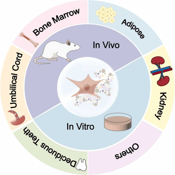 圖1:間充質干細胞 (MSC) 及其衍生的外泌體 (MSCs-Exo) 的多種來源。 圖1:間充質干細胞 (MSC) 及其衍生的外泌體 (MSCs-Exo) 的多種來源。