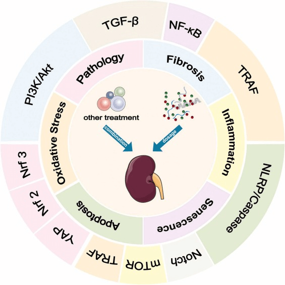 圖2:間充質干細胞 (MSC) 及其衍生的外泌體 (MSCs-Exo) 在糖尿病腎病治療中的機制和途徑。 圖2:間充質干細胞 (MSC) 及其衍生的外泌體 (MSCs-Exo) 在糖尿病腎病治療中的機制和途徑。