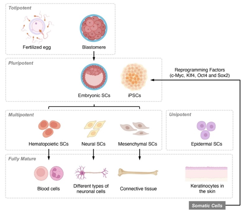 圖1：基于分化潛力和發育階段的干細胞分類概述。