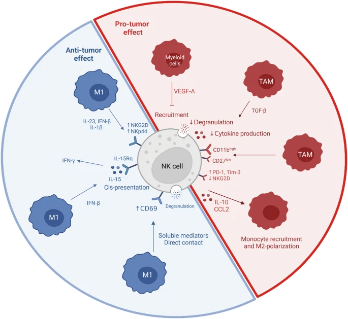 圖2:NK細胞和巨噬細胞相互作用 圖2:NK細胞和巨噬細胞相互作用