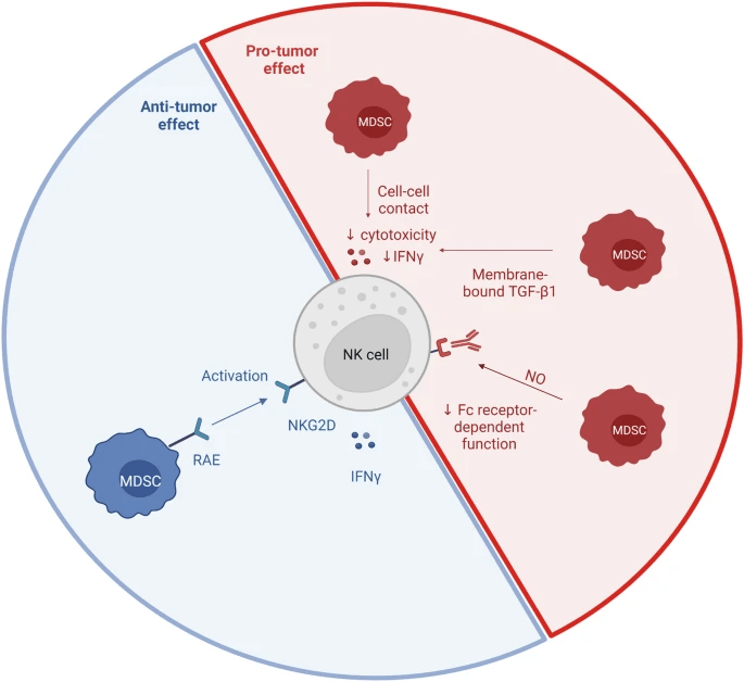 圖3:NK細胞和MDSC相互作用 圖3:NK細胞和MDSC相互作用