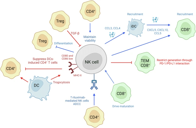 圖6:NK細胞和T細胞相互作用。 圖6:NK細胞和T細胞相互作用。
