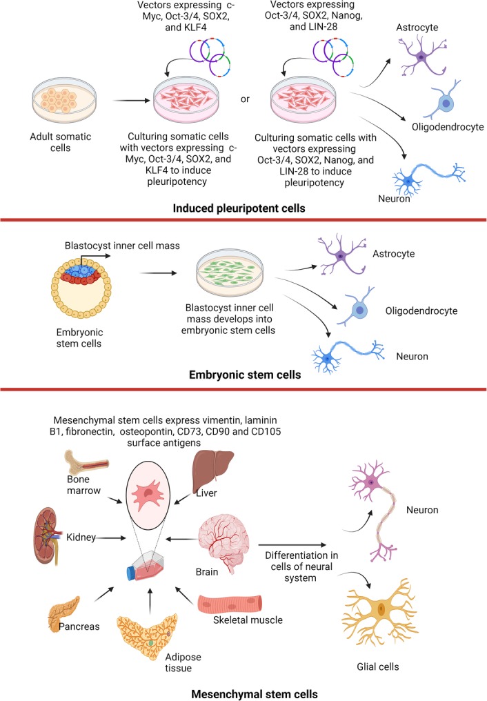 圖1：不同來源的干細胞可用于治療神經(jīng)退行性疾病。