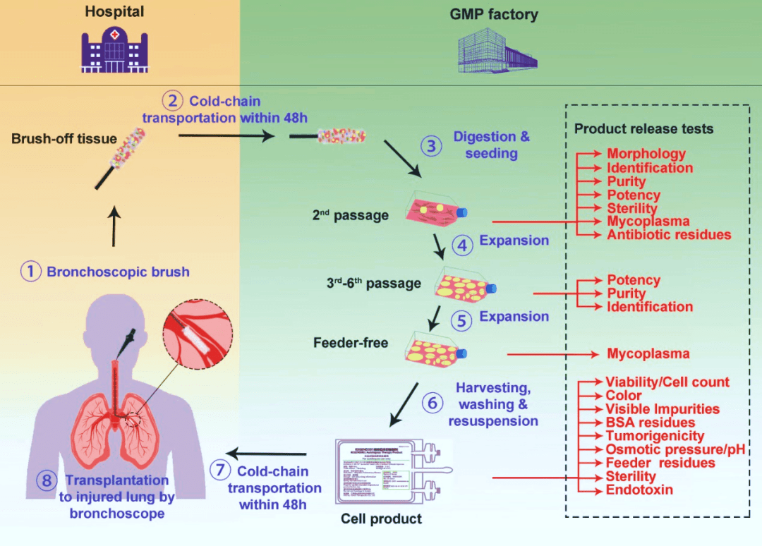 圖2. ?圖示支氣管上皮基底層來(lái)源的P63+?LPC(左圖來(lái)自Janes SM,2022;右圖來(lái)自左為課題組)及其用于臨床治療的流程。 圖2. ?圖示支氣管上皮基底層來(lái)源的P63+?LPC(左圖來(lái)自Janes SM,2022;右圖來(lái)自左為課題組)及其用于臨床治療的流程。