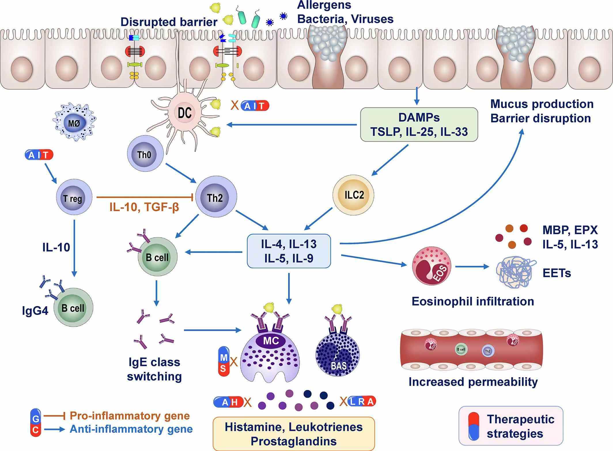 圖1:過敏性鼻炎的免疫反應(yīng)和治療方法。 圖1:過敏性鼻炎的免疫反應(yīng)和治療方法。