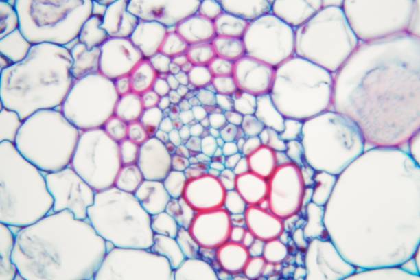 什么是間充質干細胞 (MSC)？