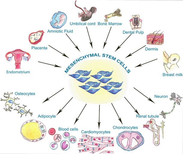 圖1：間充質干細胞的來源