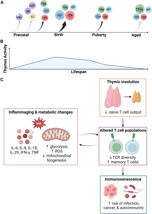 圖2：胸腺輸出量隨著年齡的增長(zhǎng)而變化并逐漸下降，導(dǎo)致老年人出現(xiàn)與年齡相關(guān)的免疫功能損害