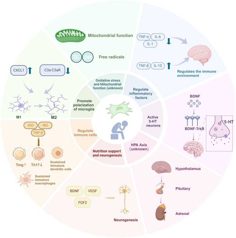 圖1：目前對干細胞治療抑郁癥的分子機制的理解