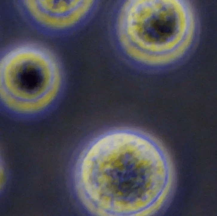 從實驗室到臨床：干細胞機構是如何生產高質量干細胞的？