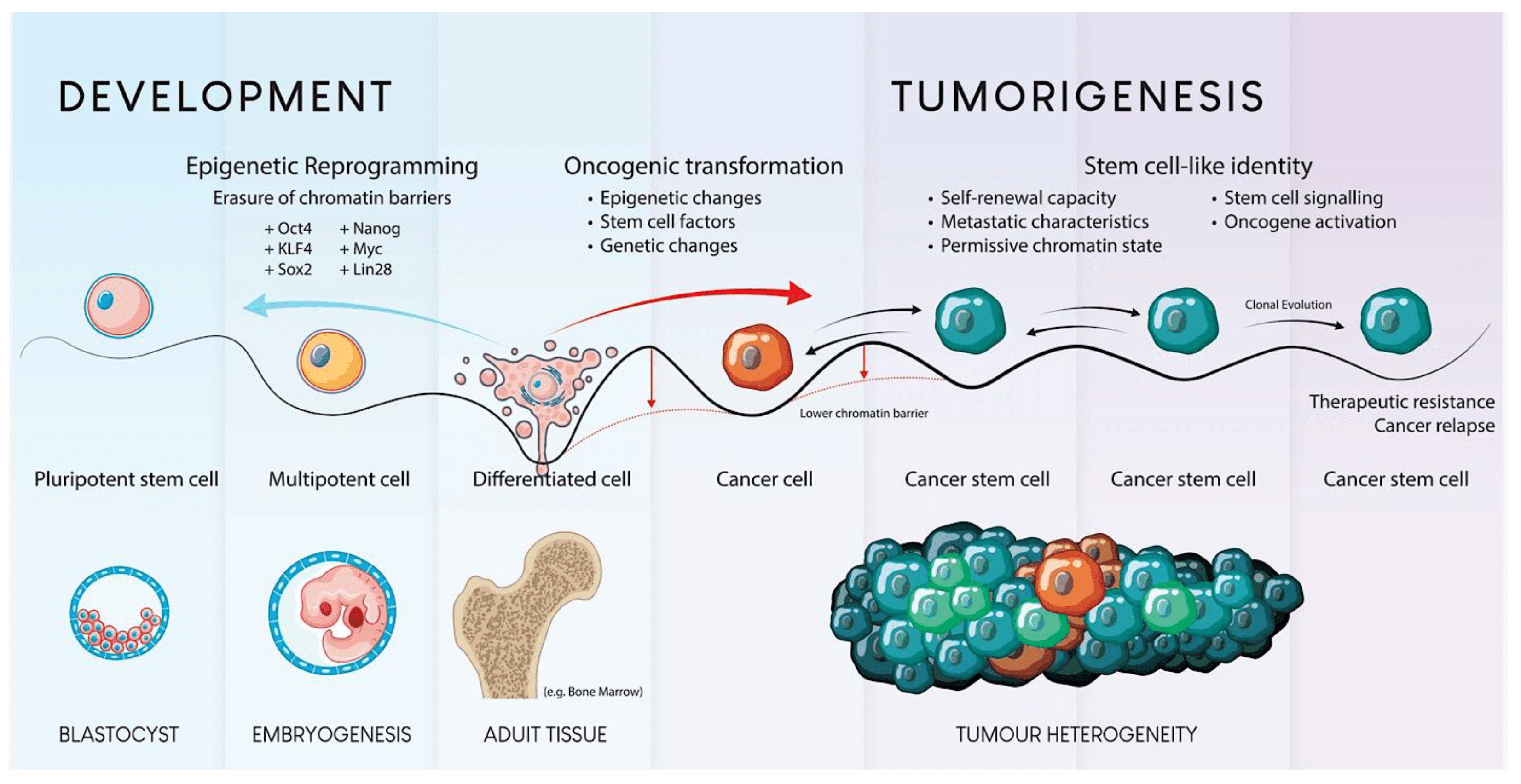 圖1.?干細胞發育和腫瘤發生的示意圖。