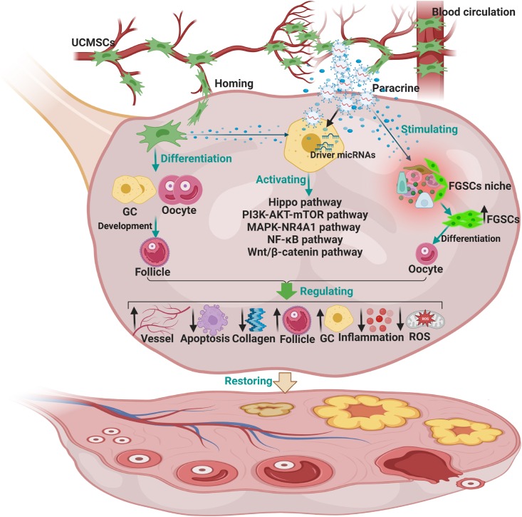 圖2：臍帶間充質干細胞治療卵巢衰老的機制。