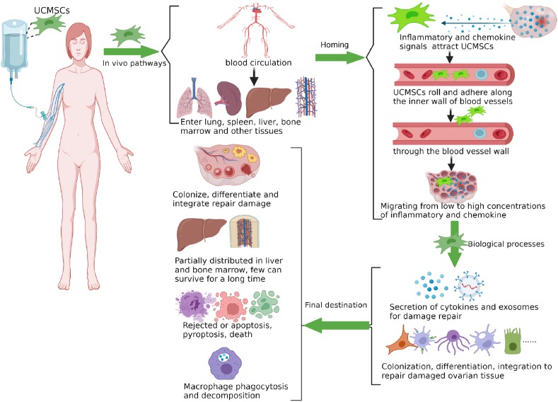 圖1：臍帶間充質干細胞在體內的命運。
