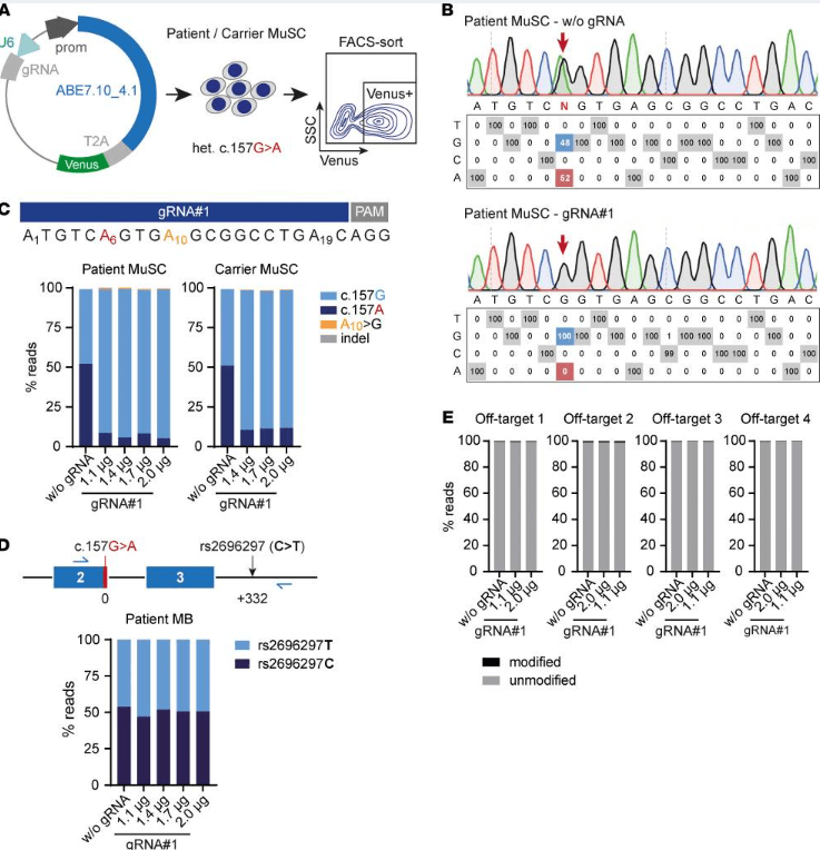 ABE 修復(fù)患者和攜帶者原發(fā)性 MuSC 中的SGCA?c.157G>A 突變,且沒有可檢測到的脫靶編輯。 ABE 修復(fù)患者和攜帶者原發(fā)性 MuSC 中的SGCA?c.157G>A 突變,且沒有可檢測到的脫靶編輯。