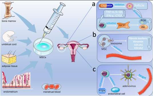 圖1:間充質(zhì)干細(xì)胞在卵巢和子宮內(nèi)膜相關(guān)疾病中的作用機(jī)制 圖1:間充質(zhì)干細(xì)胞在卵巢和子宮內(nèi)膜相關(guān)疾病中的作用機(jī)制