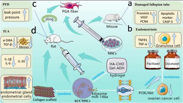 圖2:間充質(zhì)干細(xì)胞在婦產(chǎn)科疾病應(yīng)用相關(guān)的動(dòng)物實(shí)驗(yàn)。 圖2:間充質(zhì)干細(xì)胞在婦產(chǎn)科疾病應(yīng)用相關(guān)的動(dòng)物實(shí)驗(yàn)。