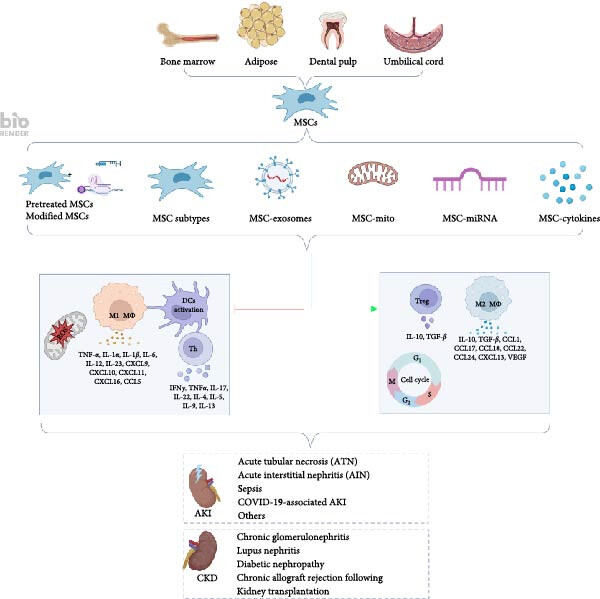 圖1:間充質(zhì)干細胞介導(dǎo)的免疫調(diào)節(jié)和組織修復(fù)在腎臟疾病中的機制。 圖1:間充質(zhì)干細胞介導(dǎo)的免疫調(diào)節(jié)和組織修復(fù)在腎臟疾病中的機制。