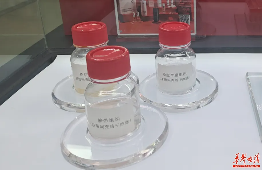 胚盤羊膜組織（羊膜間充質干細胞）