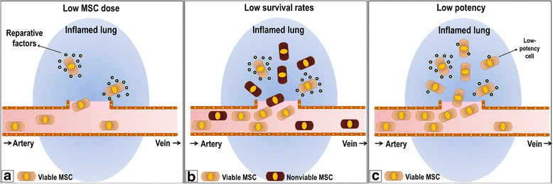 圖1：阻礙間充質干細胞療法的因素。