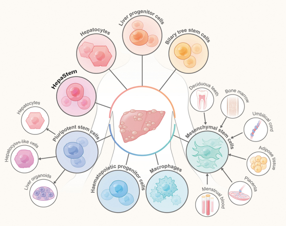 圖1：用于治療終末期肝病的細胞來源和類型
