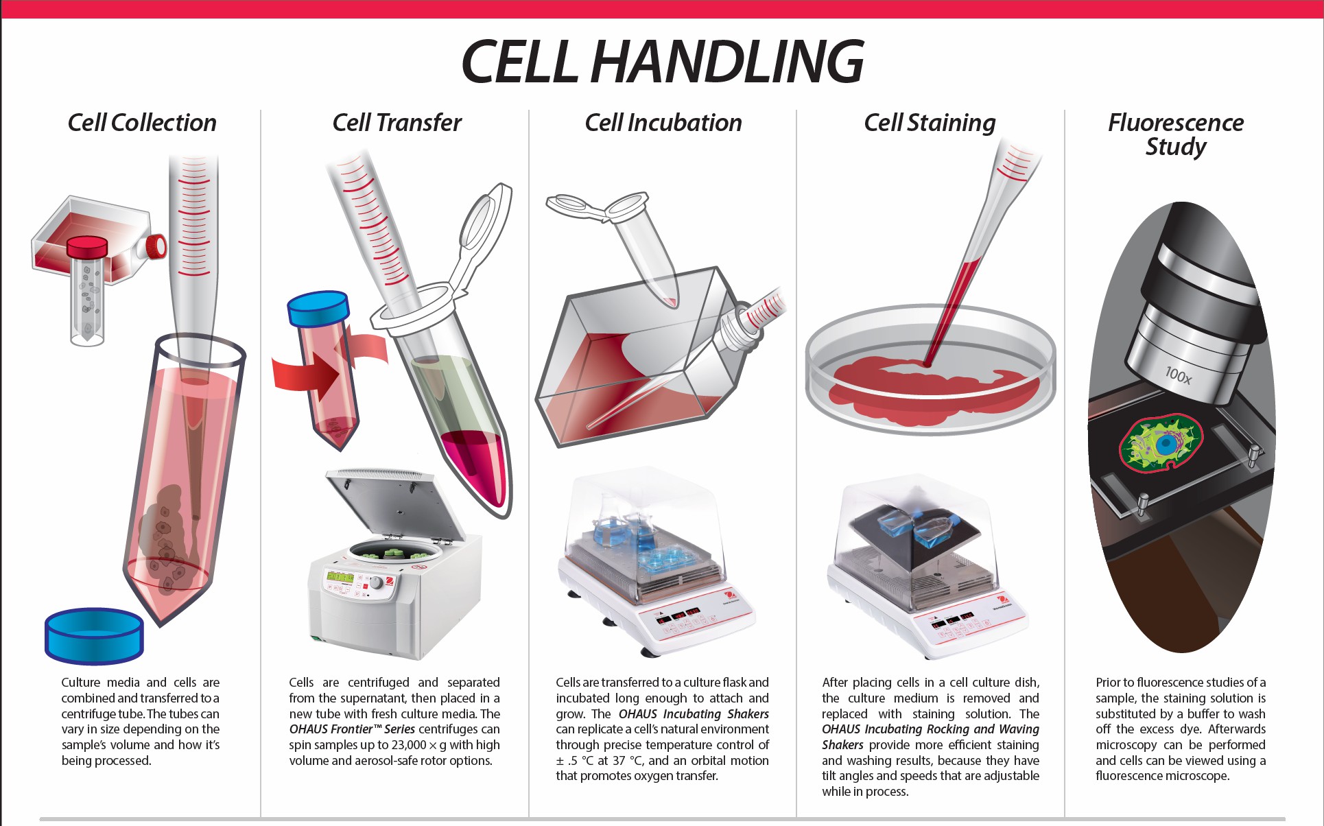 干細胞的處理 干細胞的處理