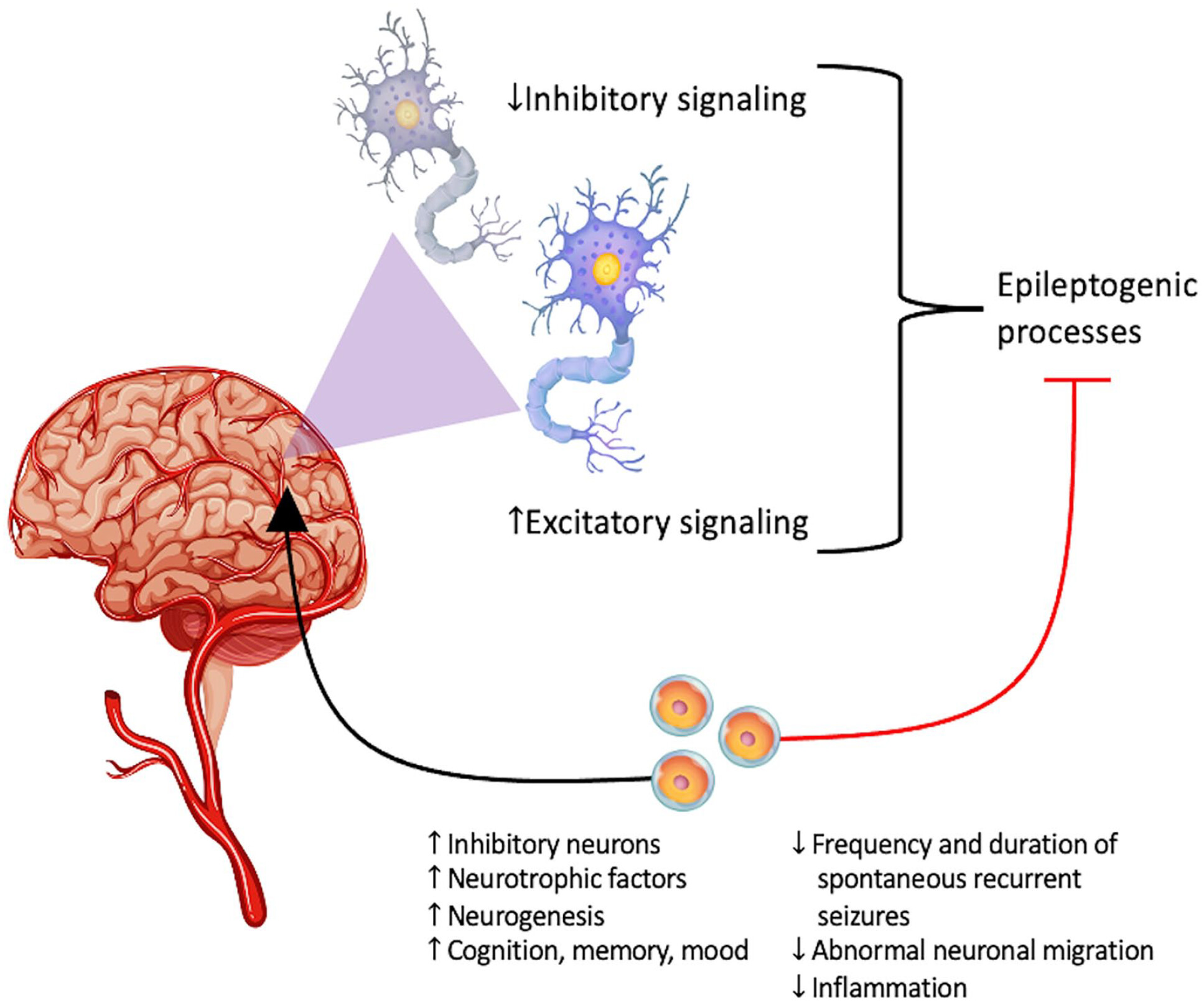 圖1：癲癇的主要潛在病理生理學：神經層面的異常興奮和抑制信號。