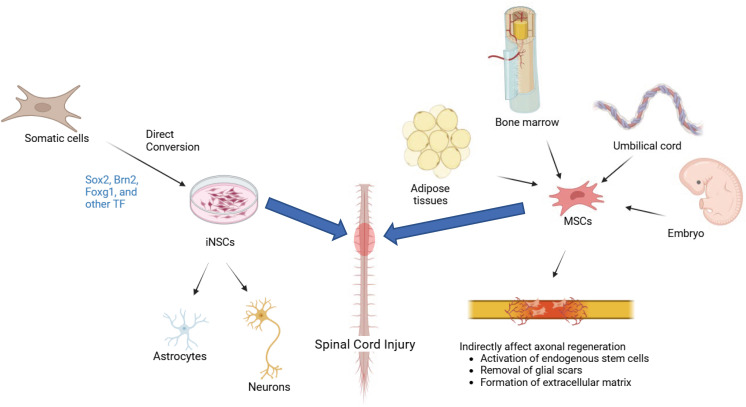 圖1:iNSC(左)和 MSC(右)的比較:由體細胞重新編程的iNSC專注于神經元再生和神經營養支持,而來自骨髓、脂肪或臍帶的MSC提供抗炎、免疫調節作用和細胞外基質重塑,用于脊髓損傷修復。 圖1:iNSC(左)和 MSC(右)的比較:由體細胞重新編程的iNSC專注于神經元再生和神經營養支持,而來自骨髓、脂肪或臍帶的MSC提供抗炎、免疫調節作用和細胞外基質重塑,用于脊髓損傷修復。