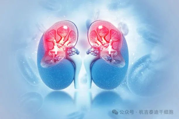 干細胞治療腎臟疾?。何磥砟I臟健康的先進解決方案