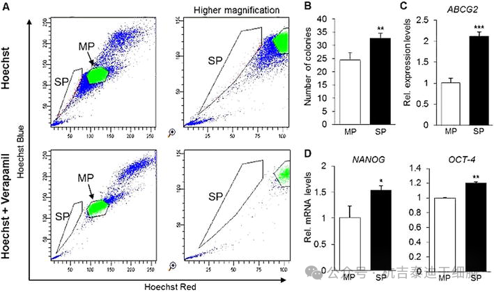 圖8:使用染料Hoechst-33342和維拉帕米識別成體干細胞。 圖8:使用染料Hoechst-33342和維拉帕米識別成體干細胞。
