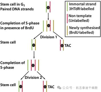 圖7:干細胞選擇性分離DNA鏈。 圖7:干細胞選擇性分離DNA鏈。