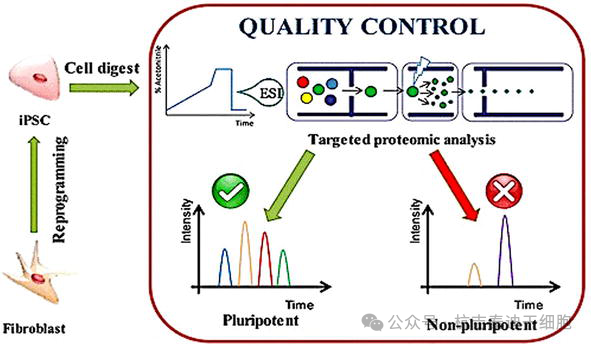 圖5:描述了一種基于蛋白質組學的方法來篩選誘導性多能干細胞。 圖5:描述了一種基于蛋白質組學的方法來篩選誘導性多能干細胞。