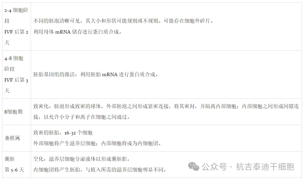 表1:人類胚胎的階段突出顯示了胚胎干細胞提取的正確階段。 表1:人類胚胎的階段突出顯示了胚胎干細胞提取的正確階段。