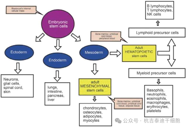 圖3:該圖描繪了胚胎干細胞的多能性和成體干細胞的多能性。 圖3:該圖描繪了胚胎干細胞的多能性和成體干細胞的多能性。
