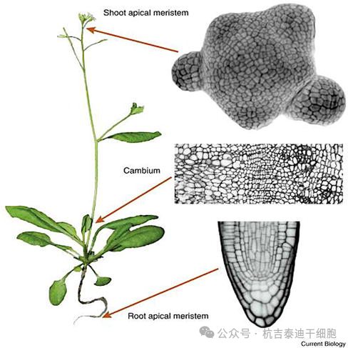 圖2:顯示植物的分生組織,以莖和根頂端分生組織和形成層表示。分生組織是植物的干細胞,也是全能性的,能夠產生整個植物。 圖2:顯示植物的分生組織,以莖和根頂端分生組織和形成層表示。分生組織是植物的干細胞,也是全能性的,能夠產生整個植物。