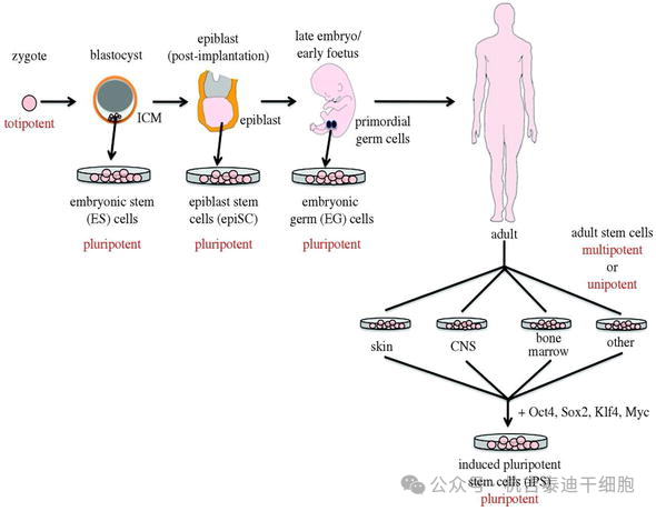 圖1:從多能干細胞生成羊膜功能細胞。此外,這還清楚地說明了全能性和多能性。 圖1:從多能干細胞生成羊膜功能細胞。此外,這還清楚地說明了全能性和多能性。