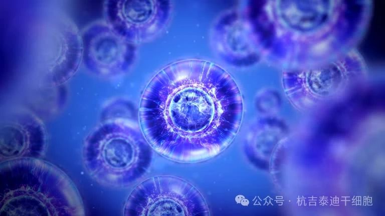 干細胞大揭秘:胚胎與成體干細胞的知識及其在復雜疾病中的應用全解析 干細胞大揭秘:胚胎與成體干細胞的知識及其在復雜疾病中的應用全解析