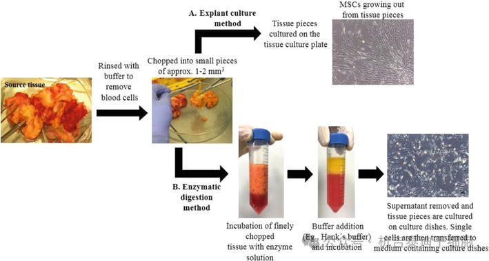 圖6:在實驗室環境中培養成體(間充質)干細胞的無菌方法。 圖6:在實驗室環境中培養成體(間充質)干細胞的無菌方法。