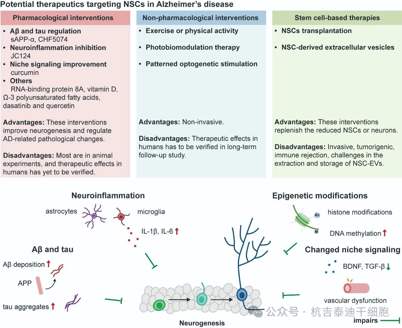 圖2：針對阿爾茨海默病中神經干細胞的潛在療法。