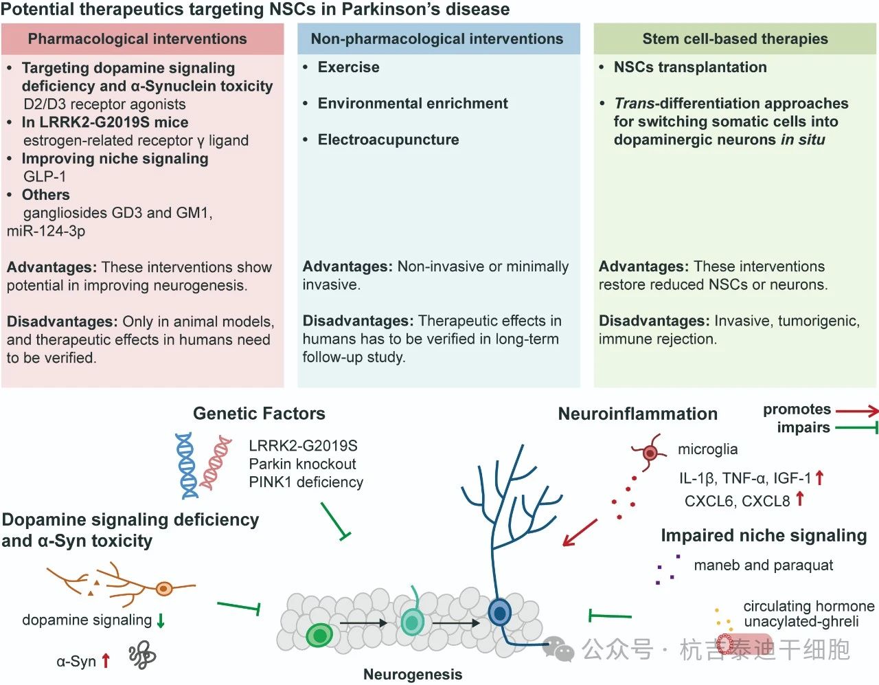 圖3：針對帕金森病中神經干細胞的潛在療法。