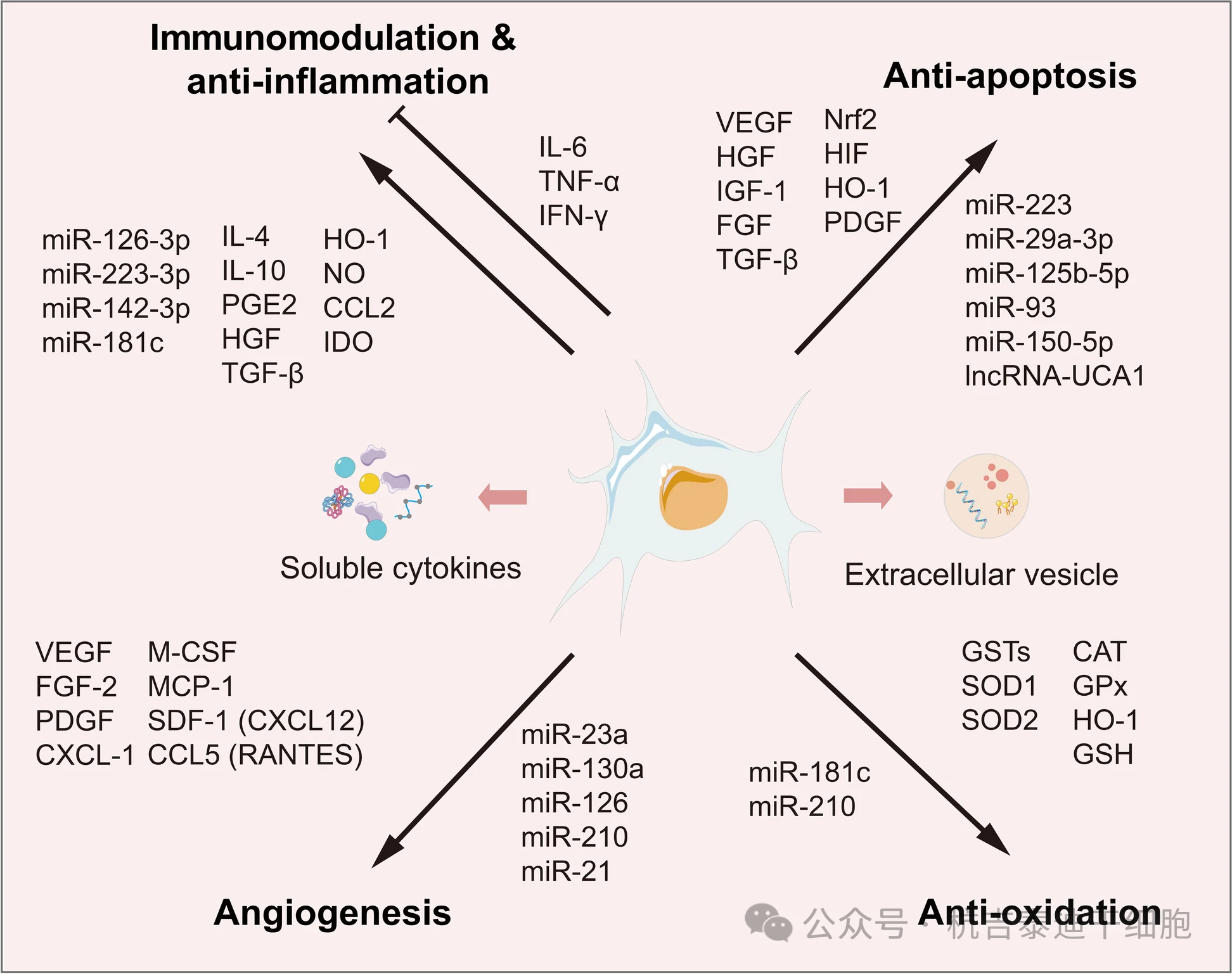 圖2：MSCs分泌體中的常見因子。