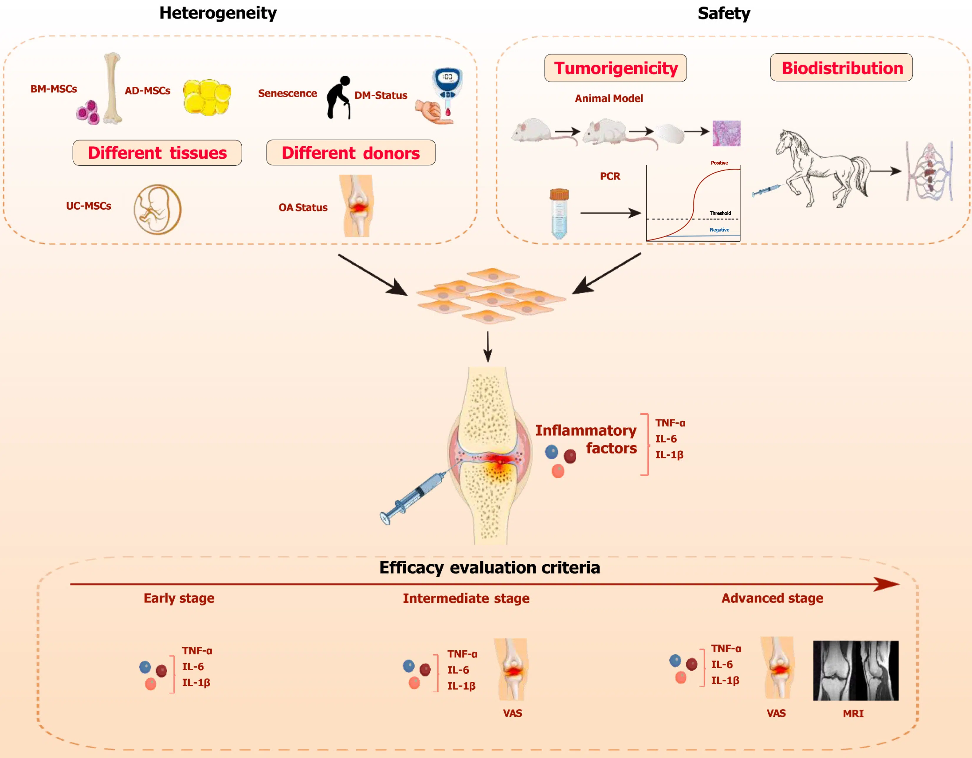 圖1:間充質干細胞治療骨關節炎的關鍵考慮因素。 圖1:間充質干細胞治療骨關節炎的關鍵考慮因素。