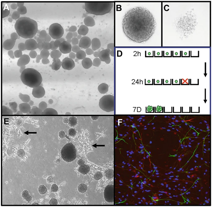 圖2：神經球培養技術。