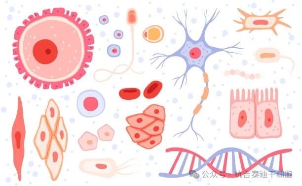什么是成體干細(xì)胞？它們?cè)谠偕t(yī)學(xué)中的作用