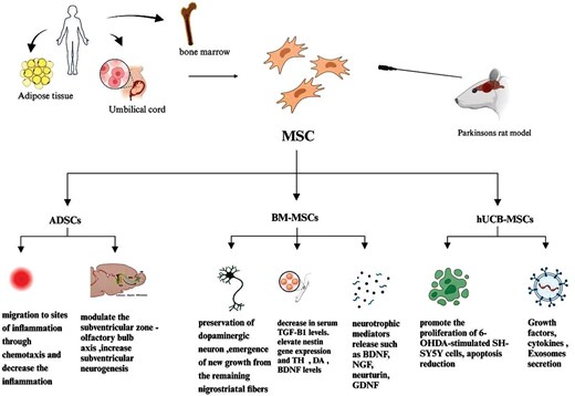圖4：不同類型的間充質干細胞在帕金森病中的治療潛力和機制的概述。
