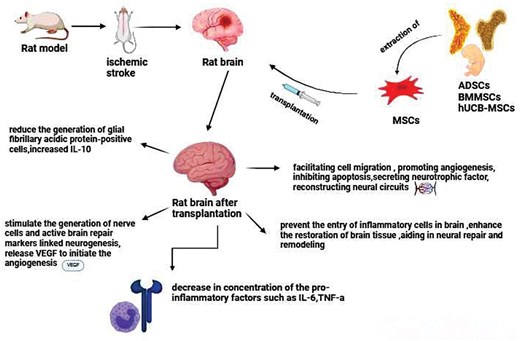 圖2.不同類型的間充質干細胞治療中風的機制。