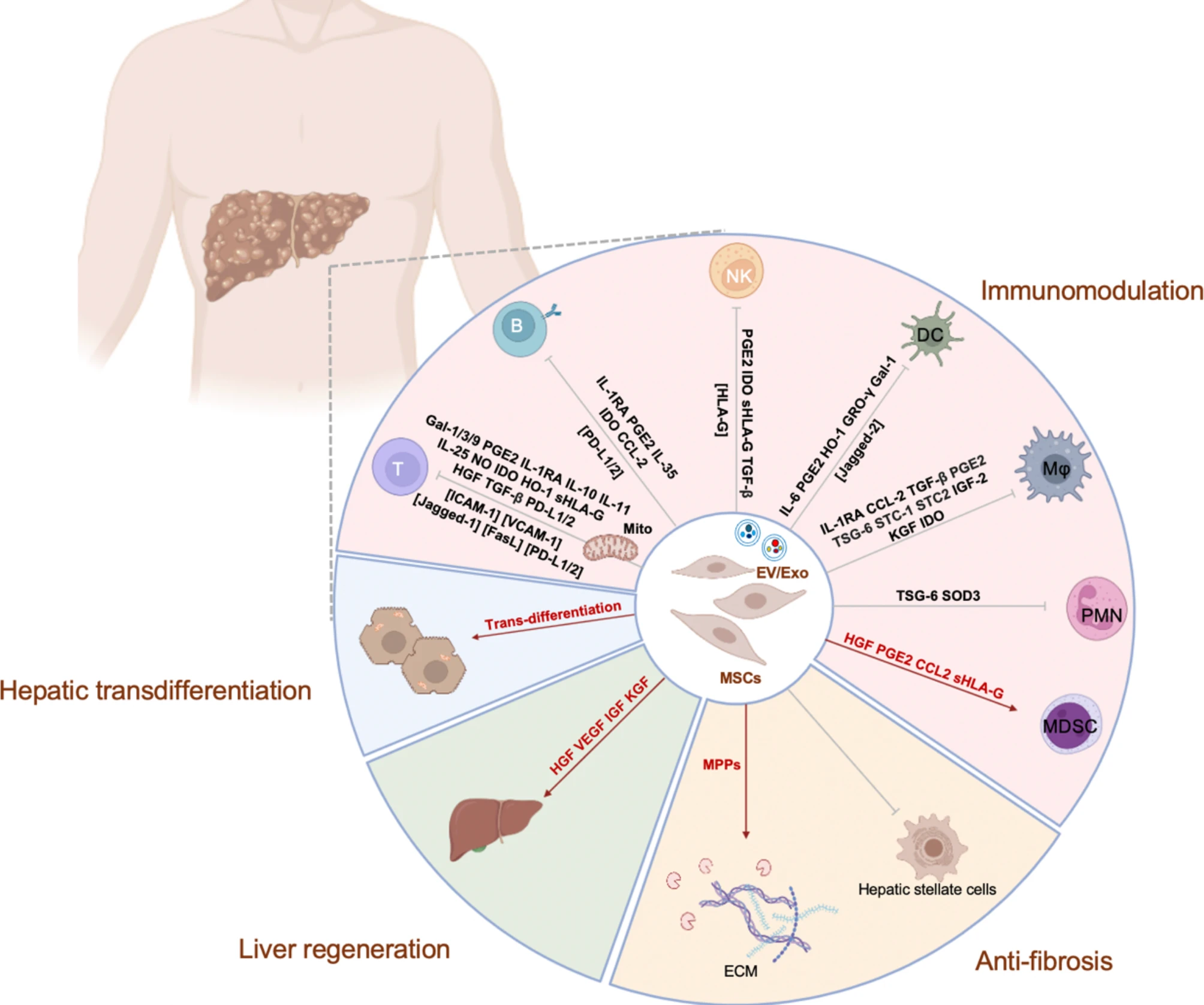 圖1:間充質(zhì)干細(xì)胞 (MSC) 對淋巴細(xì)胞和髓系細(xì)胞的免疫調(diào)節(jié)機制,以及它們在抗纖維化作用、肝再生和肝轉(zhuǎn)分化中的作用。