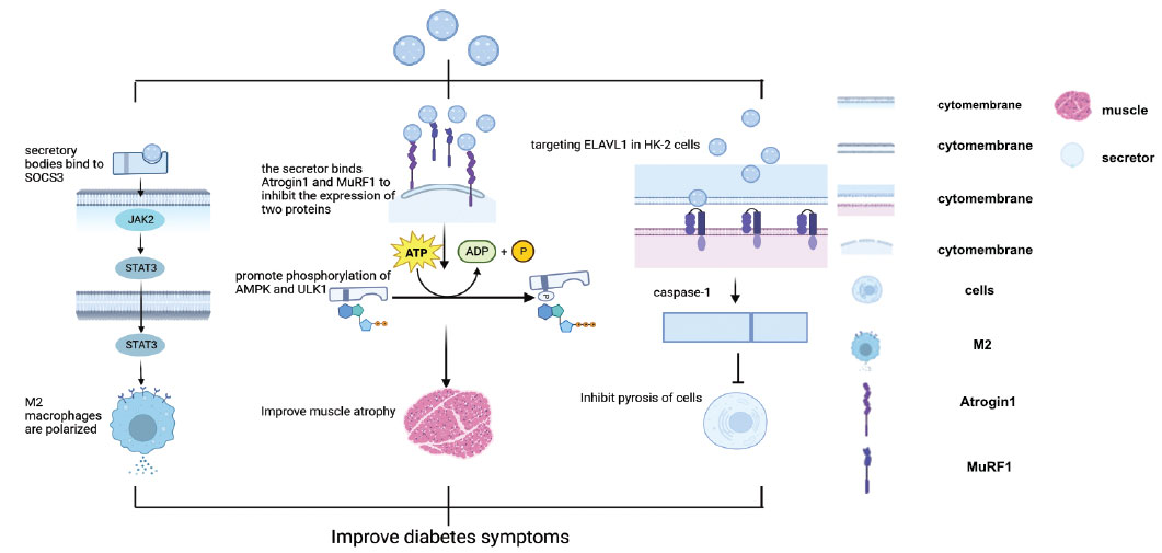 圖(2):干細胞衍生的分泌體。 圖(2):干細胞衍生的分泌體。