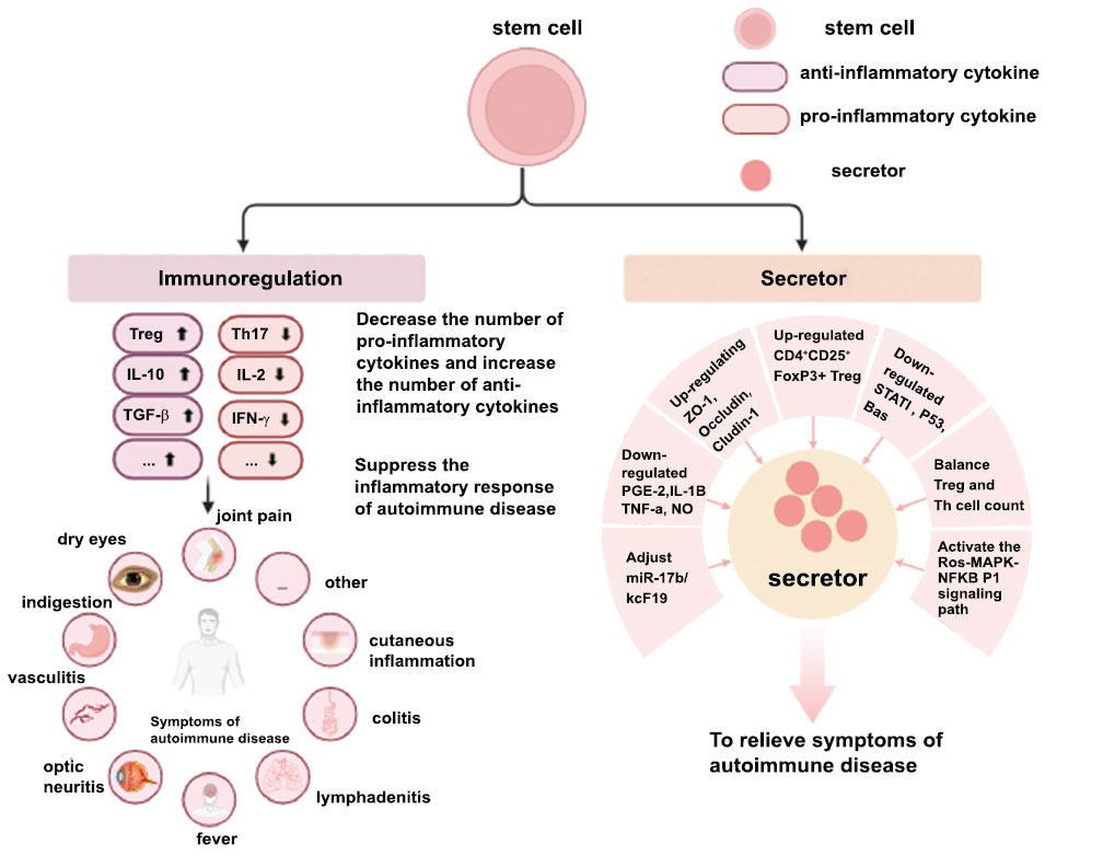 圖3:干細胞治療自身免疫性疾病。